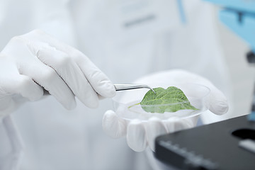 Image showing close up of hand with microscope and green leaf