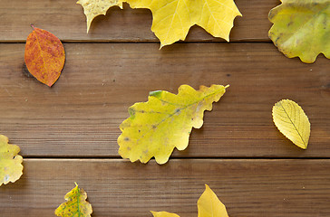 Image showing close up of many different fallen autumn leaves