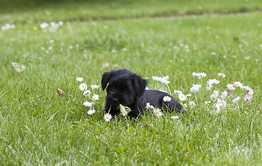 Image showing schnauzer puppy among daisies