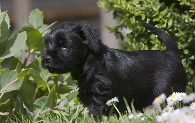 Image showing schnauzer puppy