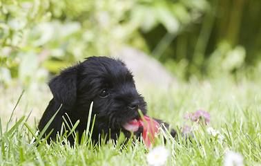 Image showing miniature schnauzer puppy