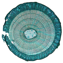 Image showing Tilia stem micrograph