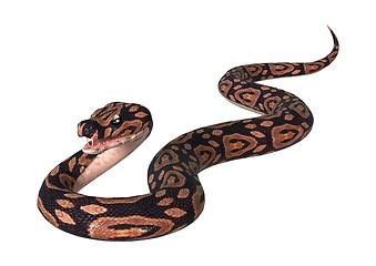 Image showing Ball Python on White