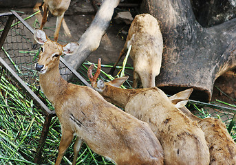 Image showing Deer