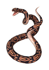 Image showing Ball Python on White