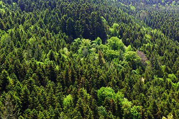 Image showing Spring forest. Tuscany, Italy