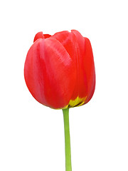 Image showing Red tulip flower