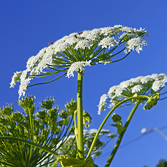 Image showing Giant Hogweed (heracleum sphondylium)