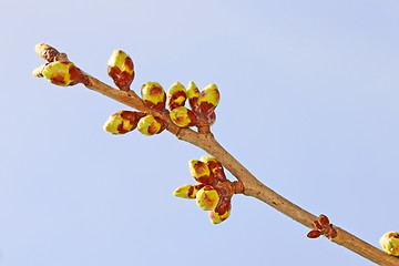 Image showing Twig of sweet cherry buds