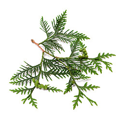 Image showing Ttwig of thuja with green cones