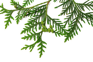 Image showing Thuja twig with green cones on white background