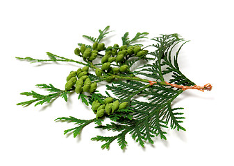 Image showing Green twig of thuja with cones