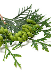 Image showing Green cones on twig of thuja