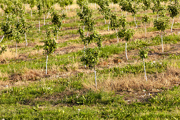 Image showing young trees in the garden  