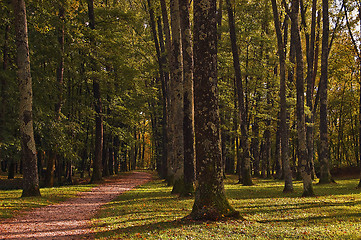 Image showing Path in the wood