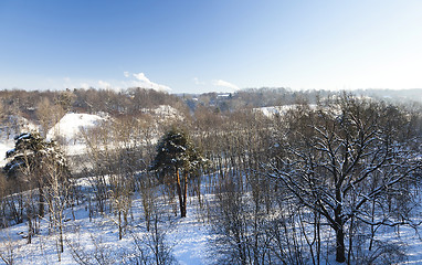 Image showing trees in winter  