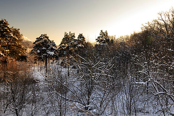 Image showing trees in winter  