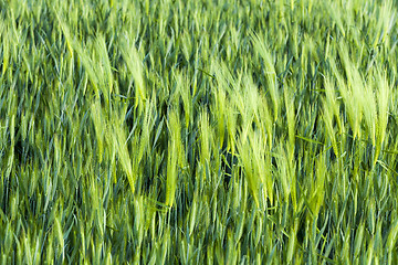 Image showing immature cereals . wheat