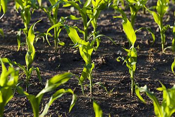 Image showing corn field  . closeup