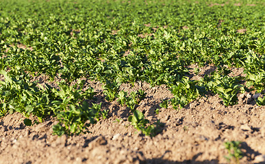 Image showing  cultivated potato field. 