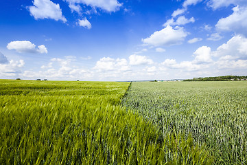 Image showing   unripe  agricultural field  