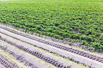 Image showing potato field . Belarus