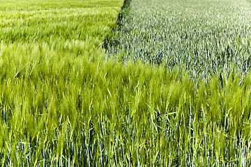 Image showing Green barley close-up  