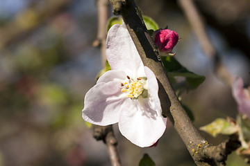 Image showing cherry blossoms  . spring  