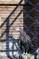 Image showing Eagle at the zoo  