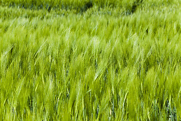 Image showing Green barley . close up