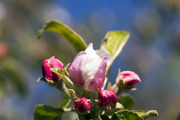 Image showing cherry blossoms  . spring  