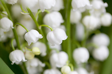 Image showing Flower lily of the valley  