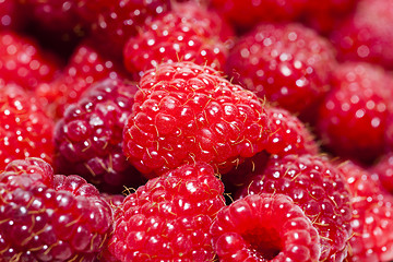 Image showing   ripe red raspberries.