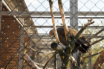 Image showing Eagle at the zoo  