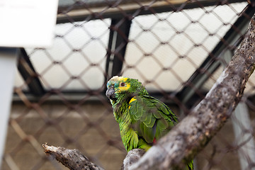 Image showing green parrot .  zoo
