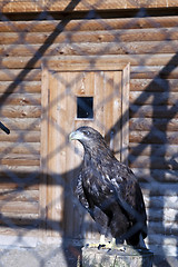 Image showing Eagle at the zoo  