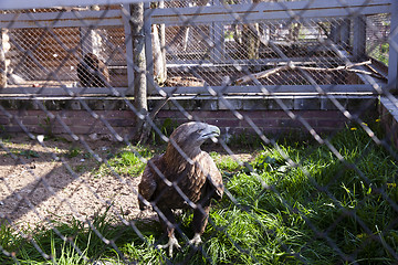 Image showing Eagle at the zoo  