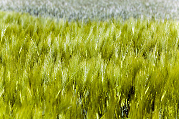 Image showing Green barley . close up