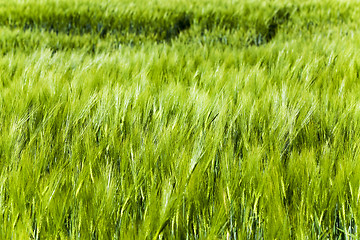 Image showing Green barley . close up