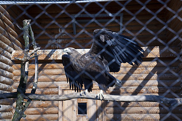Image showing Eagle at the zoo  