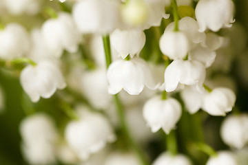 Image showing Flower lily of the valley  