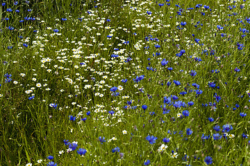 Image showing chamomile with cornflowers  