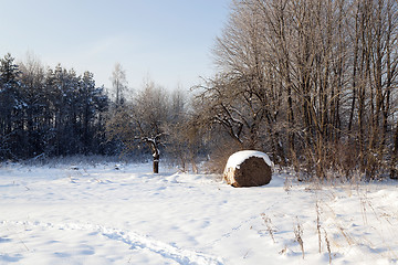 Image showing trees in winter 