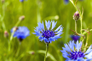 Image showing cornflowers on the field  