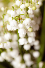 Image showing lilies of the valley 