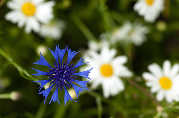 Image showing cornflowers on the field  