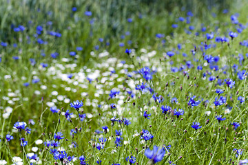 Image showing chamomile with cornflowers  