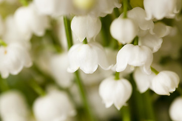 Image showing lilies of the valley 