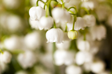 Image showing lilies of the valley 