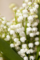 Image showing Flower lily of the valley  